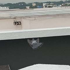 Columba livia domestica