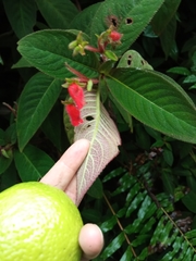 Gesnerieae
