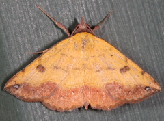 Hemeroplanis floccalis