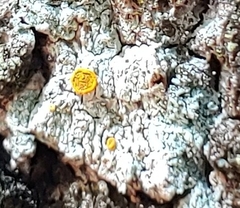 Brigantiaea leucoxantha