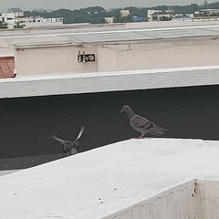 Columba livia domestica