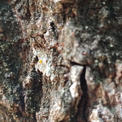 Brigantiaea leucoxantha