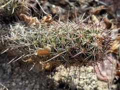 Mammillaria capensis