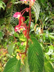 Begonia buddleiifolia