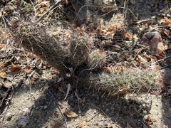 Mammillaria capensis