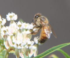 Apis mellifera