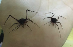 Krateromaspis dilatata