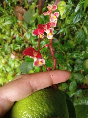Begonia buddleiifolia