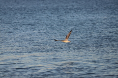 Chroicocephalus novaehollandiae novaehollandiae