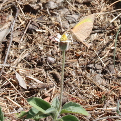 Eurema herla
