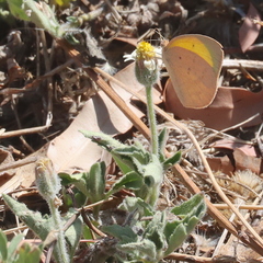 Eurema herla