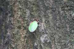 Chlorocoris distinctus