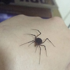 Krateromaspis dilatata