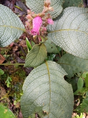 Gesnerieae
