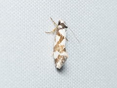 Machetis aphrobola