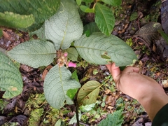 Gesnerieae
