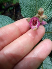 Gesnerieae