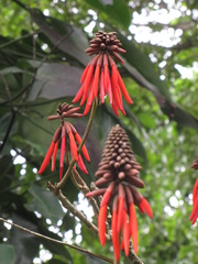 Erythrina folkersii