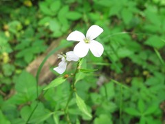 Cardamine bulbifera