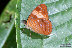 Adelpha zina irma