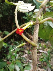 Glossoloma tetragonoides