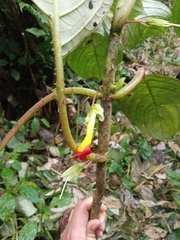 Glossoloma tetragonoides