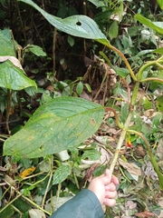 Glossoloma tetragonoides