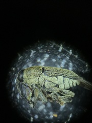 Odontocorynus umbellae