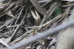 Anolis laeviventris