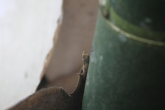 Anolis laeviventris