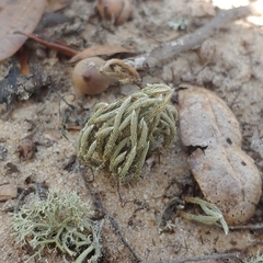 Selaginella acanthonota