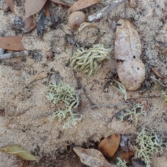 Selaginella acanthonota
