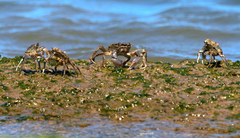 Cyrtograpsus angulatus