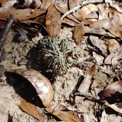Selaginella acanthonota