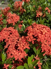 Ixora coccinea coccinea