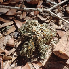 Selaginella acanthonota