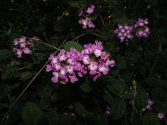 Lantana megapotamica