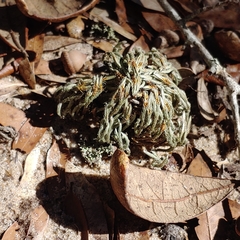 Selaginella acanthonota