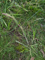 Holcus lanatus