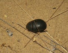 Polyphaga aegyptiaca