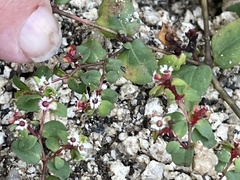 Euphorbia dentosa