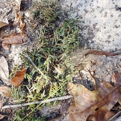 Selaginella acanthonota