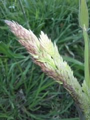 Holcus lanatus