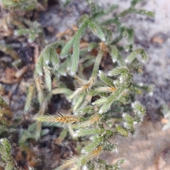Selaginella acanthonota