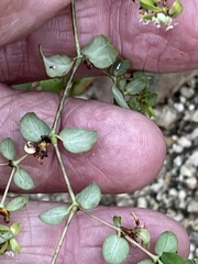 Euphorbia dentosa