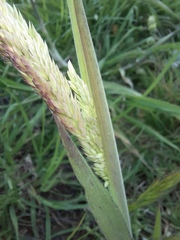 Holcus lanatus