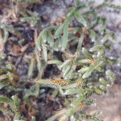 Selaginella acanthonota