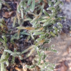 Selaginella acanthonota