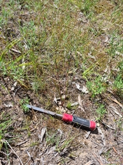 Thelymitra pallidifructus