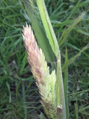 Holcus lanatus